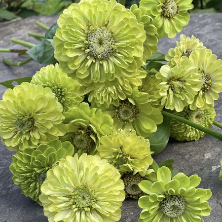 Benary's Giant Lime, Zinnia Seeds - 25,000 Seeds image number null